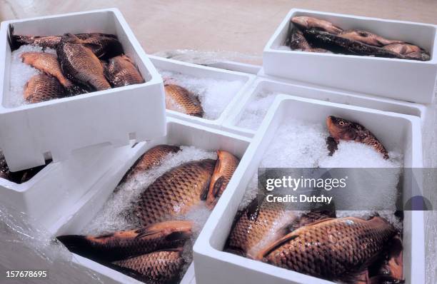 pallet con pesce fresco in un mercato all'ingrosso. - cassetta foto e immagini stock