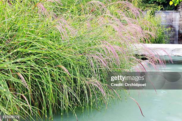 zebra grass in water garden - ornamental grass stock pictures, royalty-free photos & images