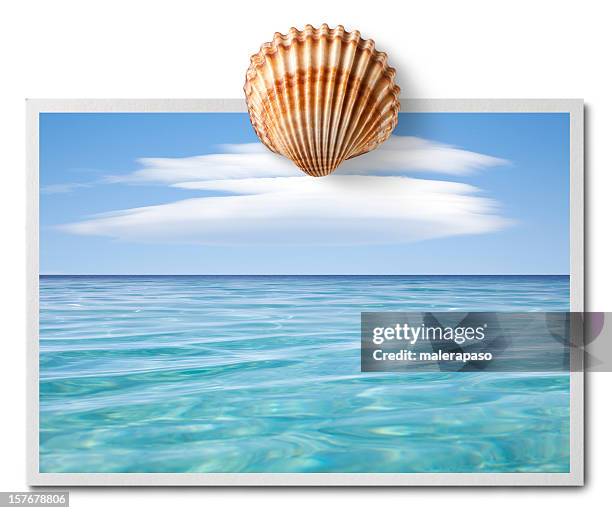 grüße aus dem meer. postkarte mit shell. - sea shell stock-fotos und bilder