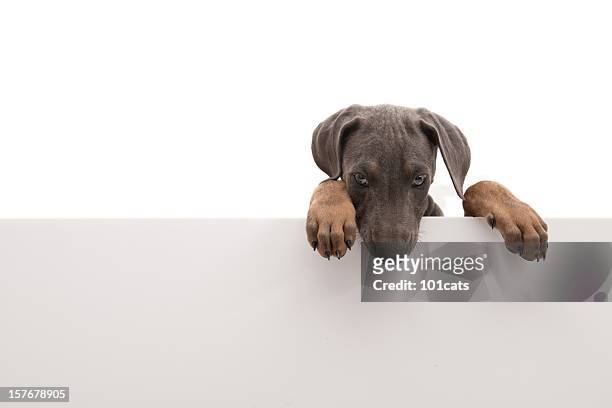 puppy above banner - small placard stock pictures, royalty-free photos & images