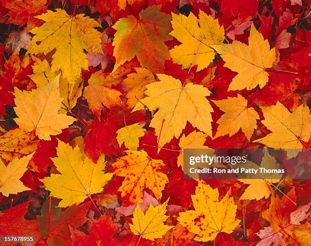 hojas otoñales en vermont - autumn fotografías e imágenes de stock