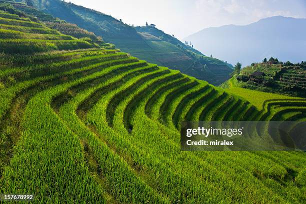 rice terraces of longji titian near ping an, china - longji tetian bildbanksfoton och bilder