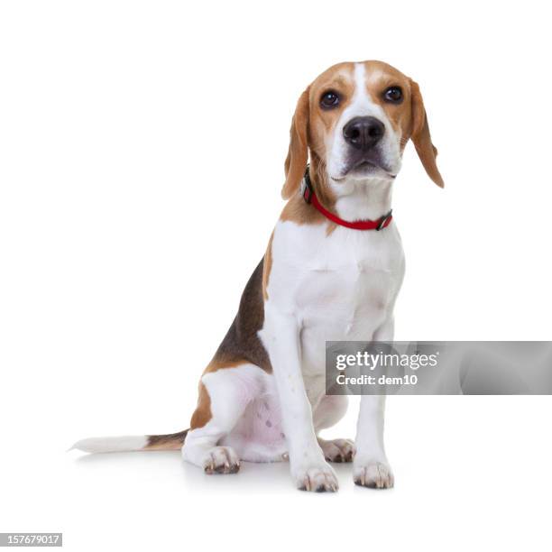 beagle - beagle stock pictures, royalty-free photos & images