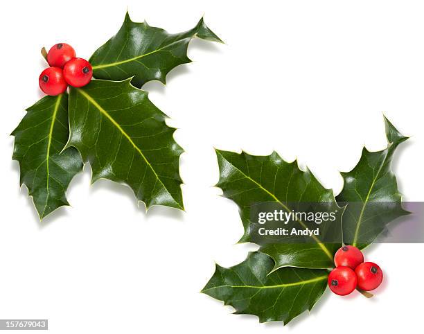 christmas holly corner with clipping path - holly 個照片及圖片檔