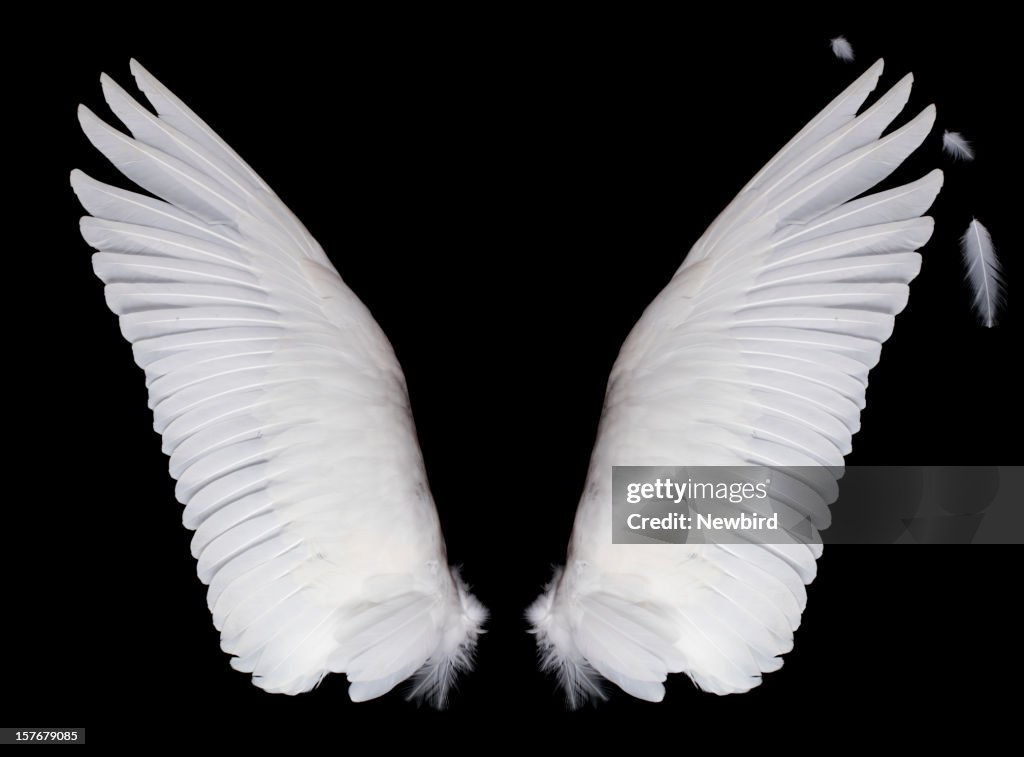 Wings, auf schwarzem Hintergrund