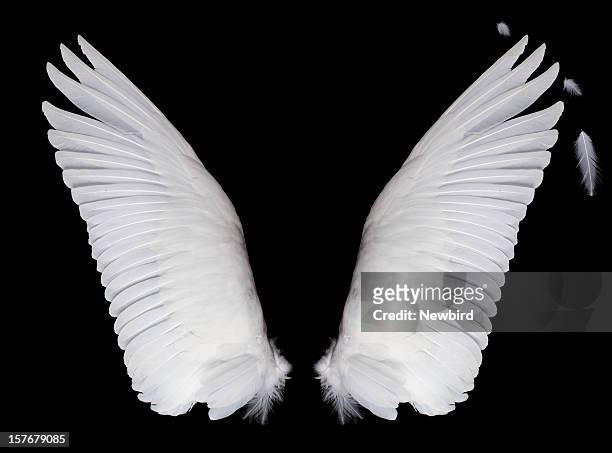 wings, auf schwarzem hintergrund - engelchen stock-fotos und bilder
