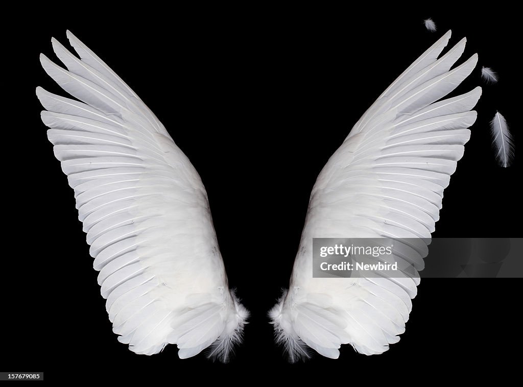 Wings on black background