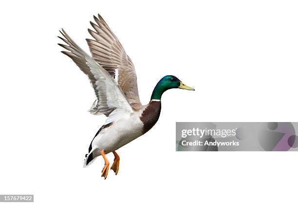 side view of a white, green and brown flying mallard drake - mallard duck stock pictures, royalty-free photos & images