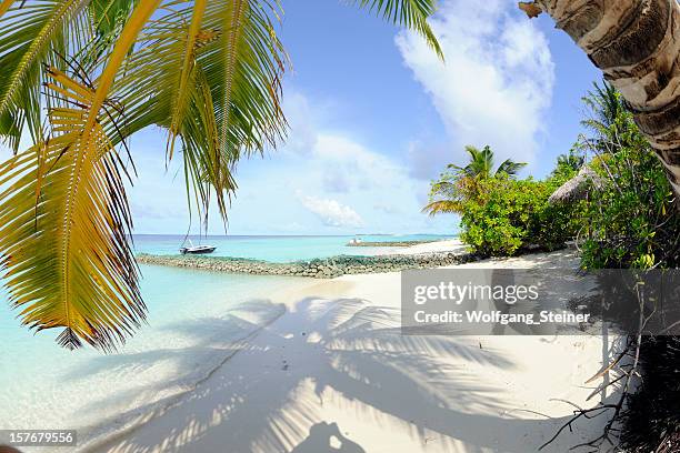 à l'ombre d'un palmier sur une plage aux maldives - fish eye photos et images de collection