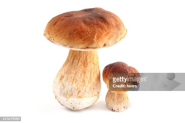 two steinpilz (boletus edulis) porchini mushrooms - porcini mushroom stock pictures, royalty-free photos & images