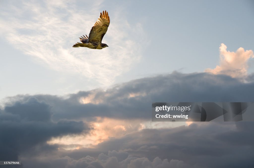 Migrating Hawk