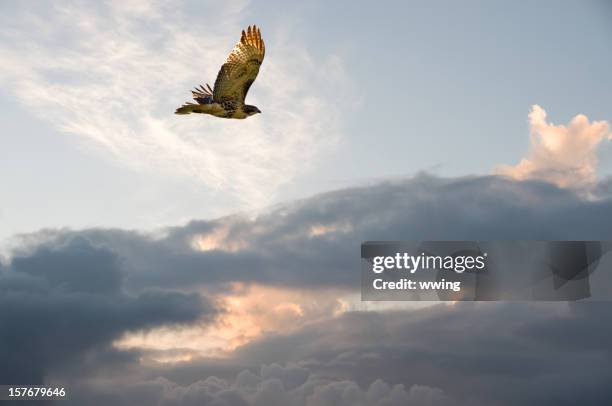 migrating hawk - hawks stock pictures, royalty-free photos & images