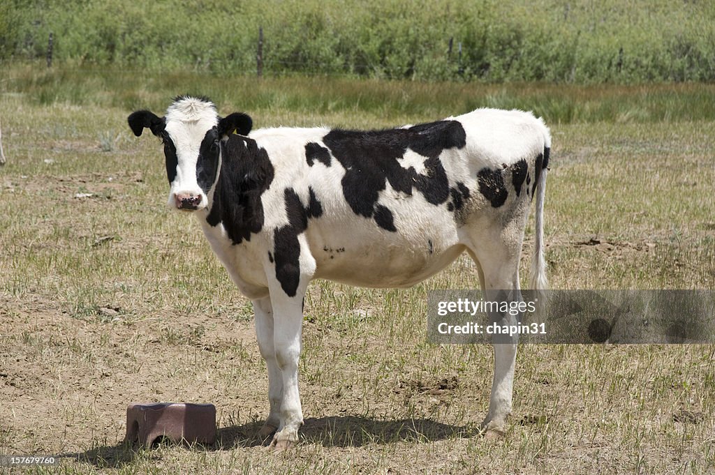 Holstein Calf at Salt Block