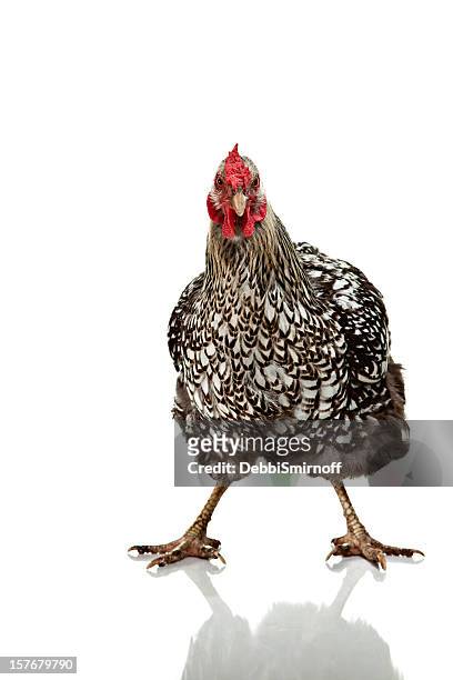 pollo se bifurca aislado en blanco - wyandotte plateado fotografías e imágenes de stock