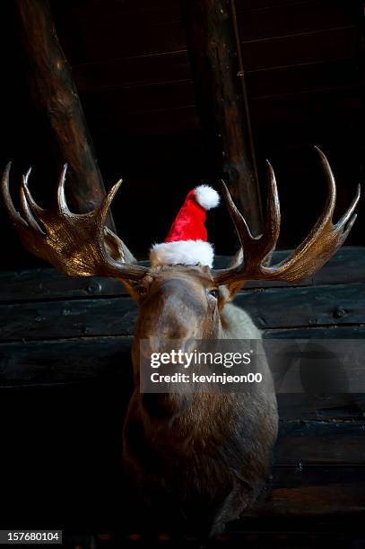 christmas reindeer with santa hat - moose face stock pictures, royalty-free photos & images