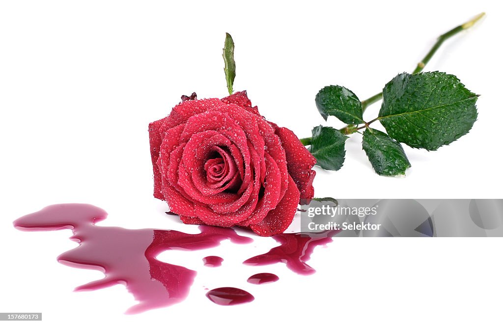 Rose und Blut