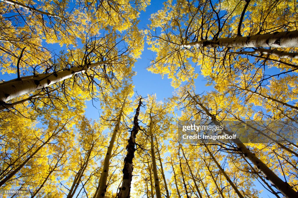 Poplar Tree Fall Color Poplar Trees In Fall High-Res Stock Photo - Getty Images