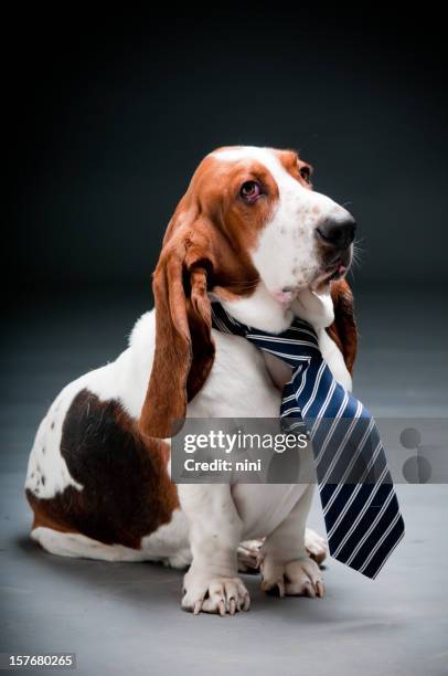 basset hound wearing a striped tie - tie bildbanksfoton och bilder