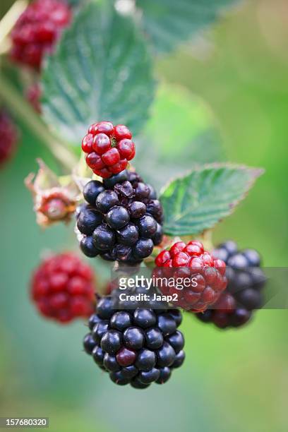 macro close-up of blackberries ripening on a branch, backlit - blackberry stock pictures, royalty-free photos & images