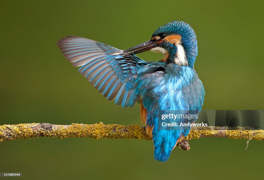Common Kingfisher ( Alcedo atthis)