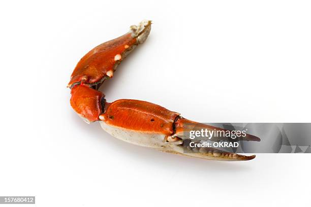 crab claw isolated on a white background - crab stock pictures, royalty-free photos & images