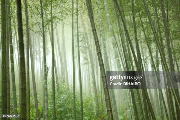 bamboo grove with many trees and sunlight - bamboo forest stock pictures, royalty-free photos & images