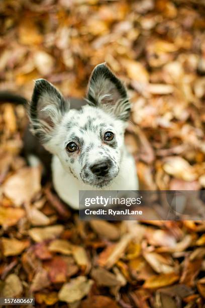 cute autumn puppy - spotted dog stock pictures, royalty-free photos & images