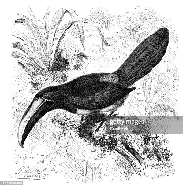 Bird Side View Vector Bird Arassari Side View High-Res Vector Graphic - Getty Images