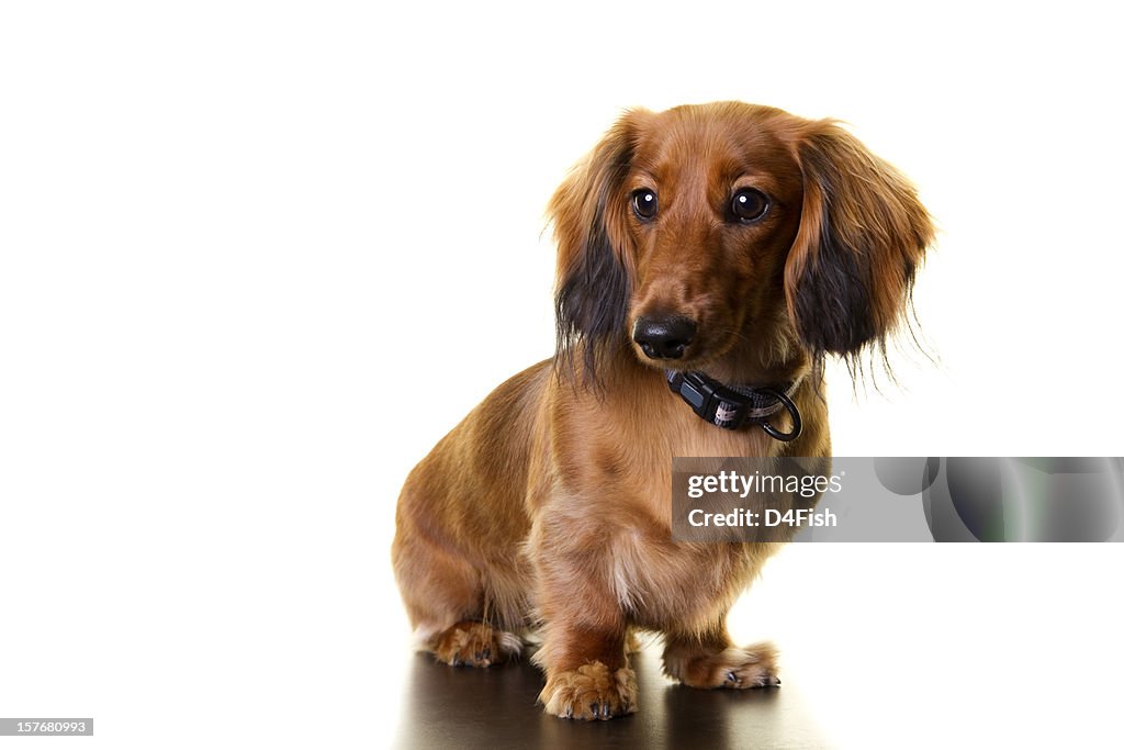 Longhaired Dachshund