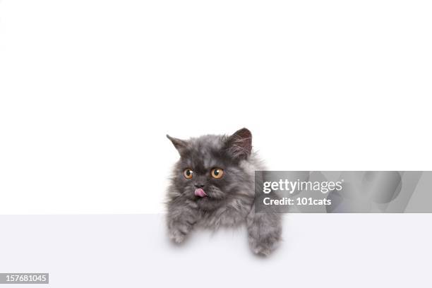 gray kitten - eye catching stock pictures, royalty-free photos & images