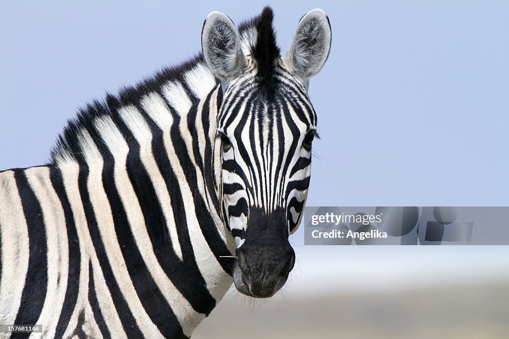 Zebra looking at camera, Etosha National Park, Namibia