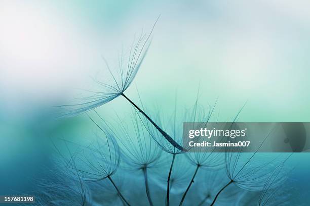 dandelion seed - blue hat stock-fotos und bilder