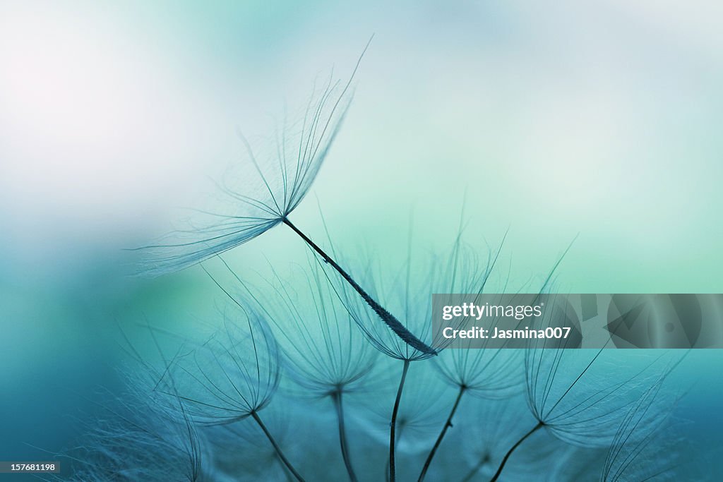 Dandelion seed