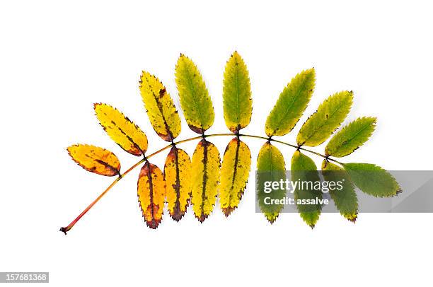 ash tree leaf in autumn - ash tree stock pictures, royalty-free photos & images