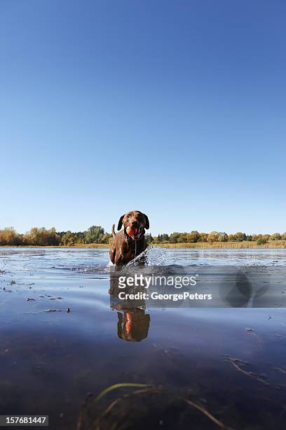 dog retrieving ball in lake - chocolate labrador retriever stock pictures, royalty-free photos & images