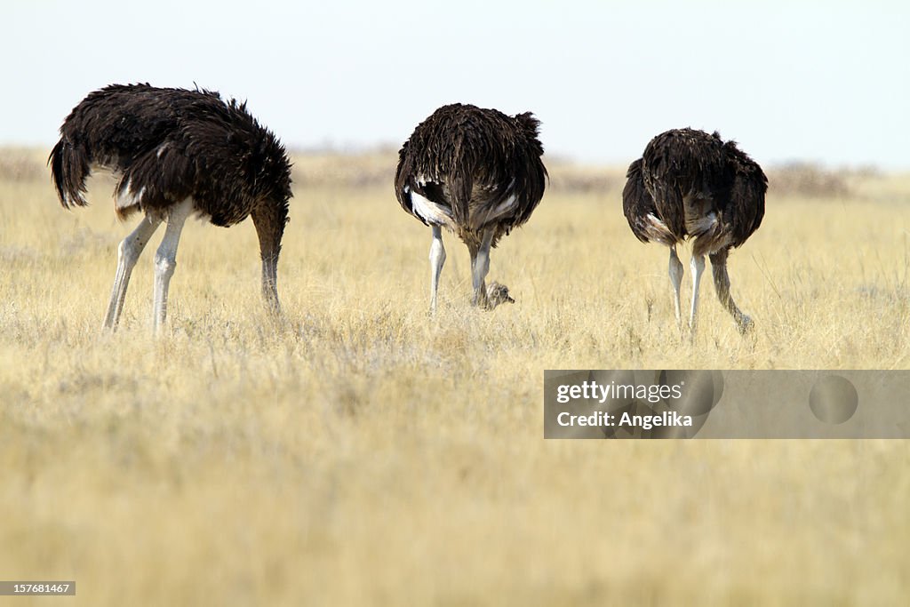 Tres Ostrichs común, parque nacional de Etosha, Namibia