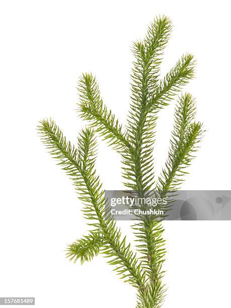 stag's-horn clubmoss - lycopodiaceae stock pictures, royalty-free photos & images