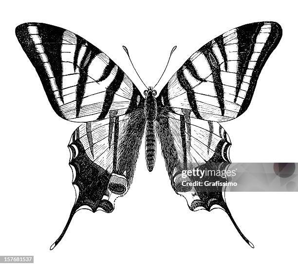 illustrations, cliparts, dessins animés et icônes de gravure de papillons isolé sur blanc papilio nautique - swallowtail butterfly