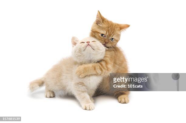 katzen auf boden - cat on white stock-fotos und bilder