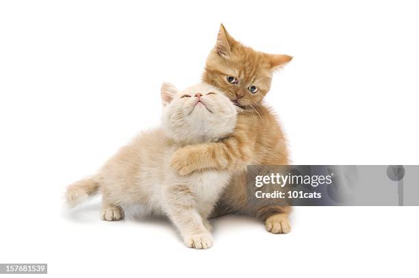 cats on ground - cat cute stockfoto's en -beelden