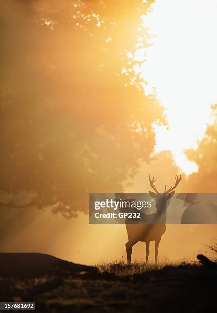 deer in goldenes licht - bock stock-fotos und bilder