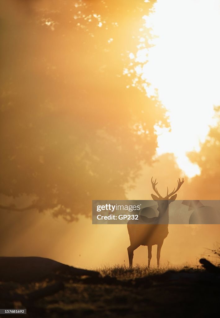 Deer in Golden Light
