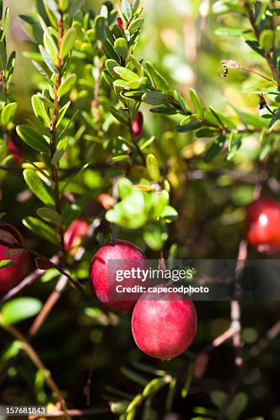 red cranberries - cranberry stock pictures, royalty-free photos & images
