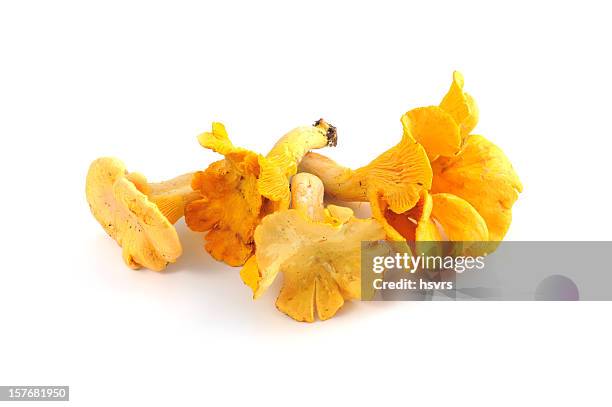 golden chanterelle mushroom  (cantharellus cibarius) - cantharellus cibarius stock pictures, royalty-free photos & images