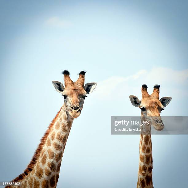 two curious giraffes against blue sky in serengeti national park - giraffe neck stock pictures, royalty-free photos & images
