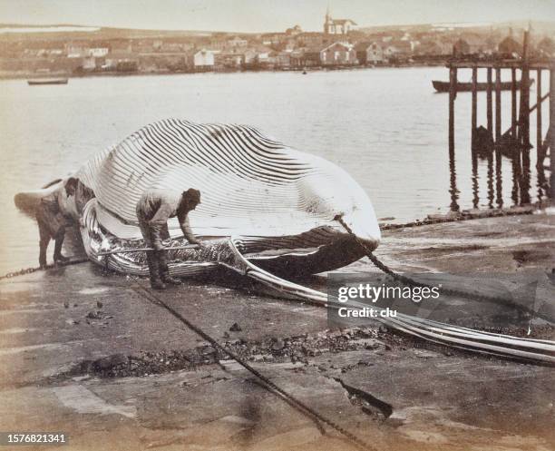 stockillustraties, clipart, cartoons en iconen met lapland, whaler cutting a whale, 1882 - visser