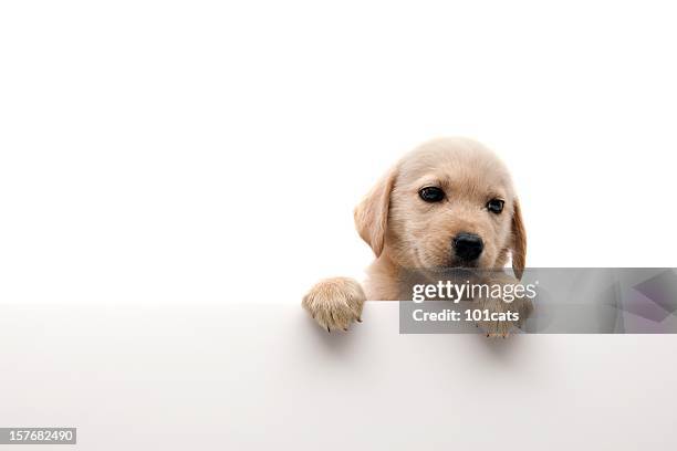 little dog - puppy stock pictures, royalty-free photos & images