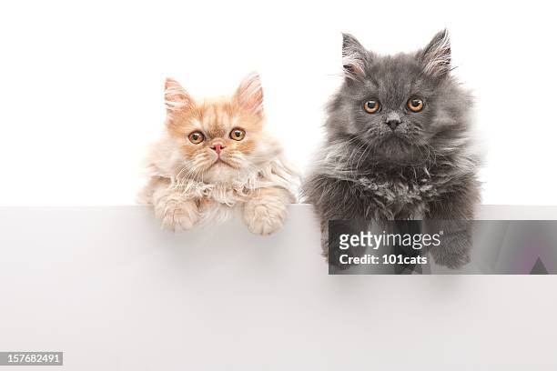 petits chats - chat persan photos et images de collection