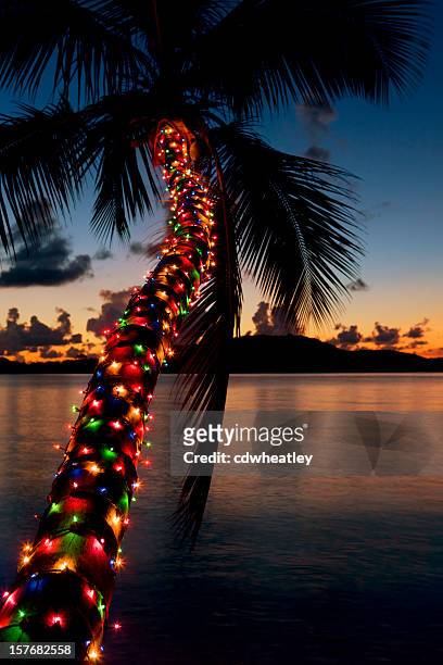 christmas lights on palm tree at a caribbean beach - caribbean christmas 個照片及圖片檔