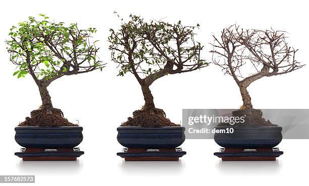 van a morir - bonsai fotografías e imágenes de stock